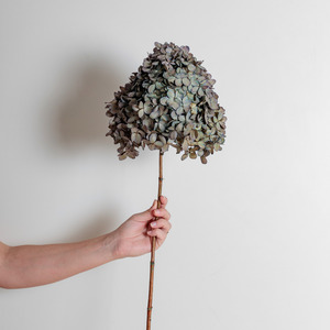 Preserved Hydrangeas: Limelight GREY LILAC | Medium