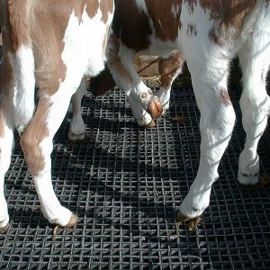 Products: Agricultural & Equine - Page 2 of 2 - Burgess Matting