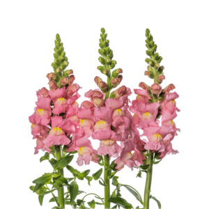 Products: Pink Snapdragon