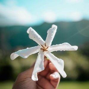 Products: Tahitian Tiare Flower Fragrance Oil - Candle Creations