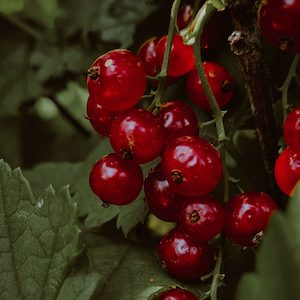 Wild Currant & Sandalwood Fragrance Oil - Candle Creations