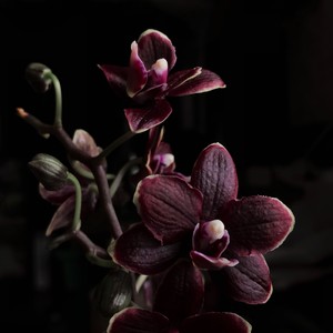 Black Orchid Fragrance Oil - Candle Creations