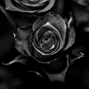 Black Rose Oud Fragrance Oil - Candle Creations