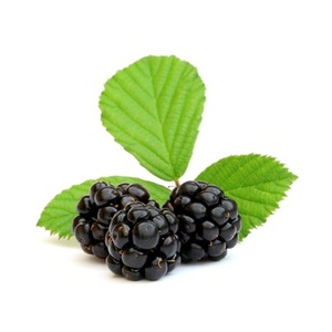 Blackberry & Bay Fragrance Oil - Candle Creations