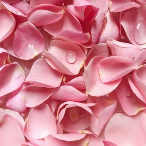 Products: Rose Petals Fragrance Oil - Candle Creations