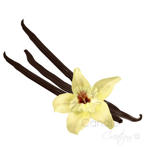 Vanilla Fragrance Oil - Candle Creations
