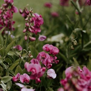 Sweet Pea and Jasmine Fragrance Oil - Candle Creations