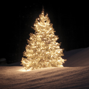 Products: Christmas Wonderland Fragrance Oil - Candle Creations