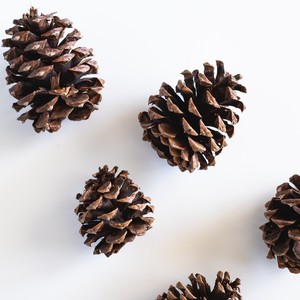Products: Fresh Pine Fragrance Oil - Candle Creations