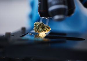 Products: Medicinal Cannabis and Addiction: Separating Fact from Fiction