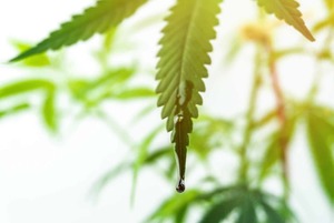Products: Medicinal Cannabis 101 – You Ask. We Answer