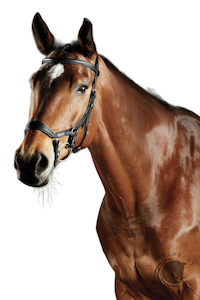 Bridles Reins Bits: COLLEGIATE COMFITEC DAINA BRIDLE BLACK