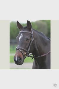 Kincade Flash Bridle III