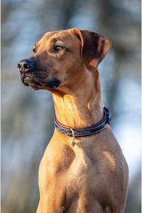 Lemieux Pet: LeMieux Dog Collar Windsor Chocolate/Brown