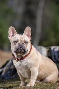 Lemieux Pet: LeMieux Dog Collar Chelsea Tan