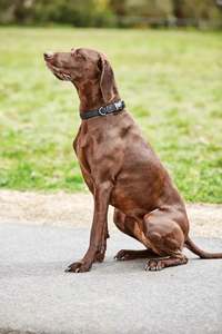 WeatherBeeta Elegance Dog Collar