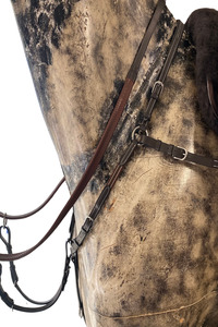 Etoile Eq: Étoile EQ Padded 3 Point Breastplate with Adjustable Bridge