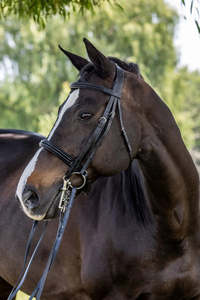 Amerigo Vespucci Double Raised Weymouth Bridle