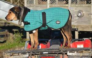 Dog Coats: Green Canvas Dog Coats