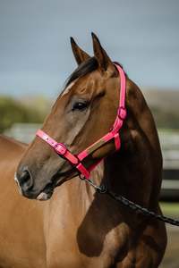 Halters Leads: PCW Halter with Matching Iron Fittings