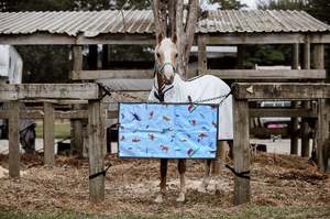 Sydney Antics Stable Guards