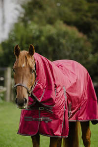 Horse Between Rugs: 1680D 100g Burgundy Rug Only NZ 5.6-6.0