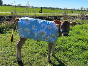 Calf Covers: 100g Daisy Calf Cover NZ 2.9 only