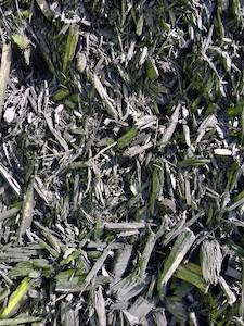 Products: Black Eco Mulch