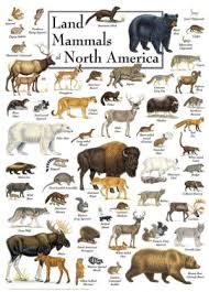 Puzzles: MasterPieces 1000 Piece Jigsaw - Land Mammals of North America