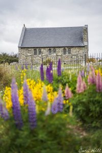 Church of the Good Shepherd with Flowers, Lake Tekapo