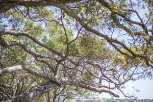 Trees, Awhitu National Park