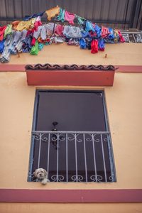 Dog in the Window, Guayaquil, Ecuador