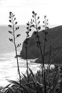 Black and White Flax Flowers in Anawhata