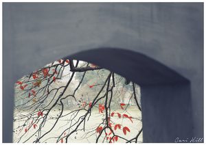 Most Popular: Red Leaves, Hanoi, Vietnam