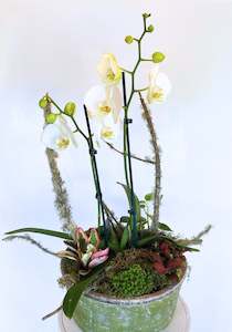 Deluxe Orchid Arrangement | White Double Stem - Large