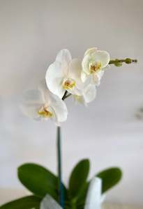Phalaenopsis Orchid Plant
