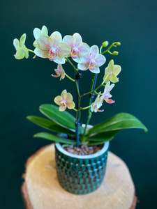 All Gifts: Midi Phalaenopsis Orchid Plant with Ceramic Pot