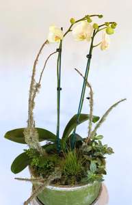 Deluxe Orchid Arrangement | White Double Stem - Large