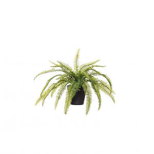Flowers Foliage: BOSTON FERN IN POT