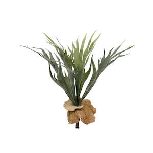 Flowers Foliage: MINI STAGHORN FERN BUSH