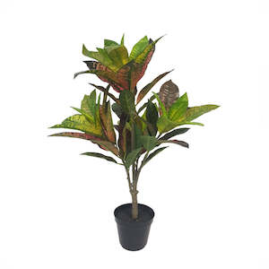 Flowers Foliage: POTTED CROTON 67CM