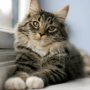 Cats: Cat Treat Box