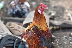 Products: Give a Chicken