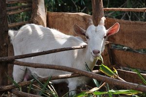 Products: Give a Goat