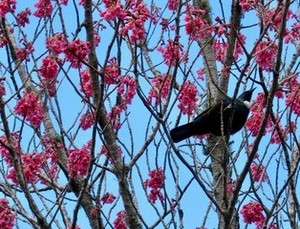 Spring Rising – a ritual to uplift & inspire