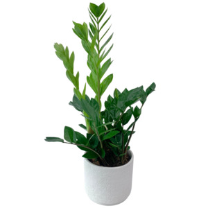 Flowers: Zanzibar Gem Plant (URGENT COURIER ONLY)