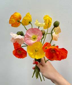 Flowers: Seasonal Stems: Poppies