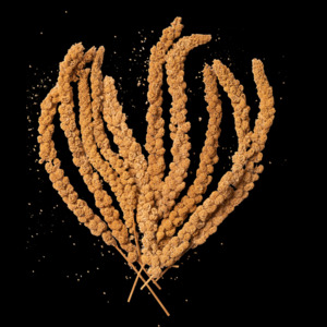 Bird Seed: Millet Spray