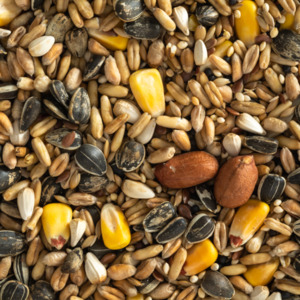 Bird Seed: Parrot Mix