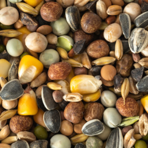 Bird Seed: Super Sprout